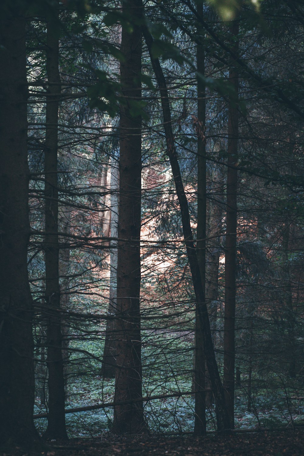 black and gray trees during daytime