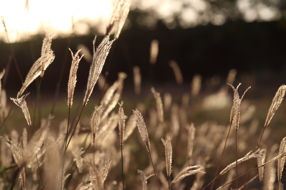 brown wheat field during daytime