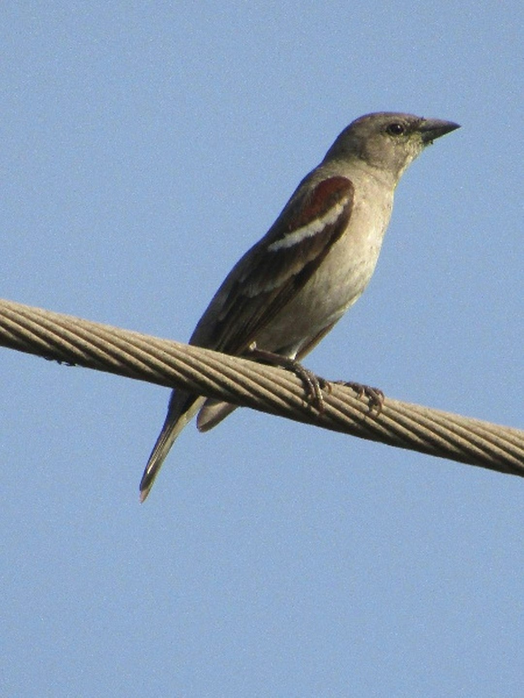 Wildlife photo spot Nhava Sheva Panshet