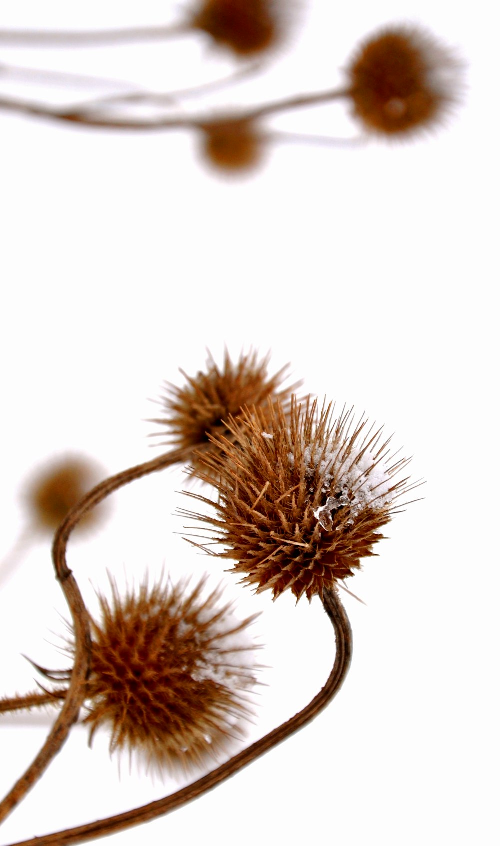 brown and white flower in close up photography