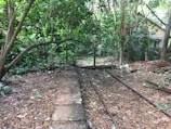 Old railway tracks run through a dense, overgrown forest with abundant green foliage. The scene is natural and somewhat wild, with trees and leaves scattered across the ground.