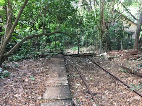 Old railway tracks run through a dense, overgrown forest with abundant green foliage. The scene is natural and somewhat wild, with trees and leaves scattered across the ground.