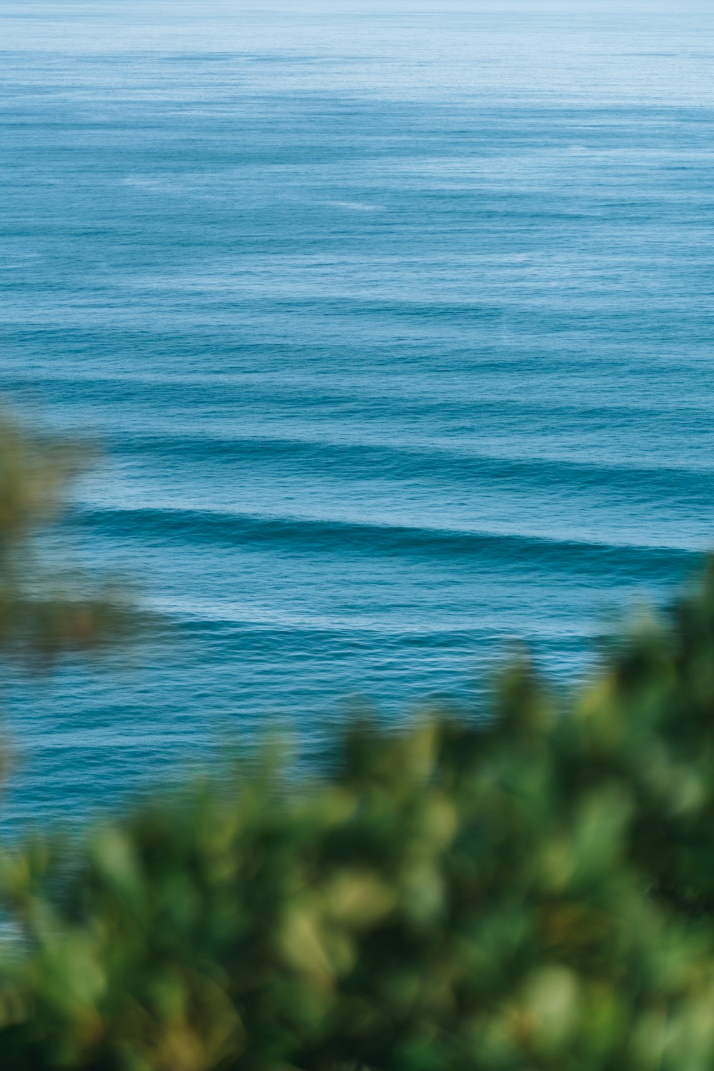 green plants beside blue sea during daytime