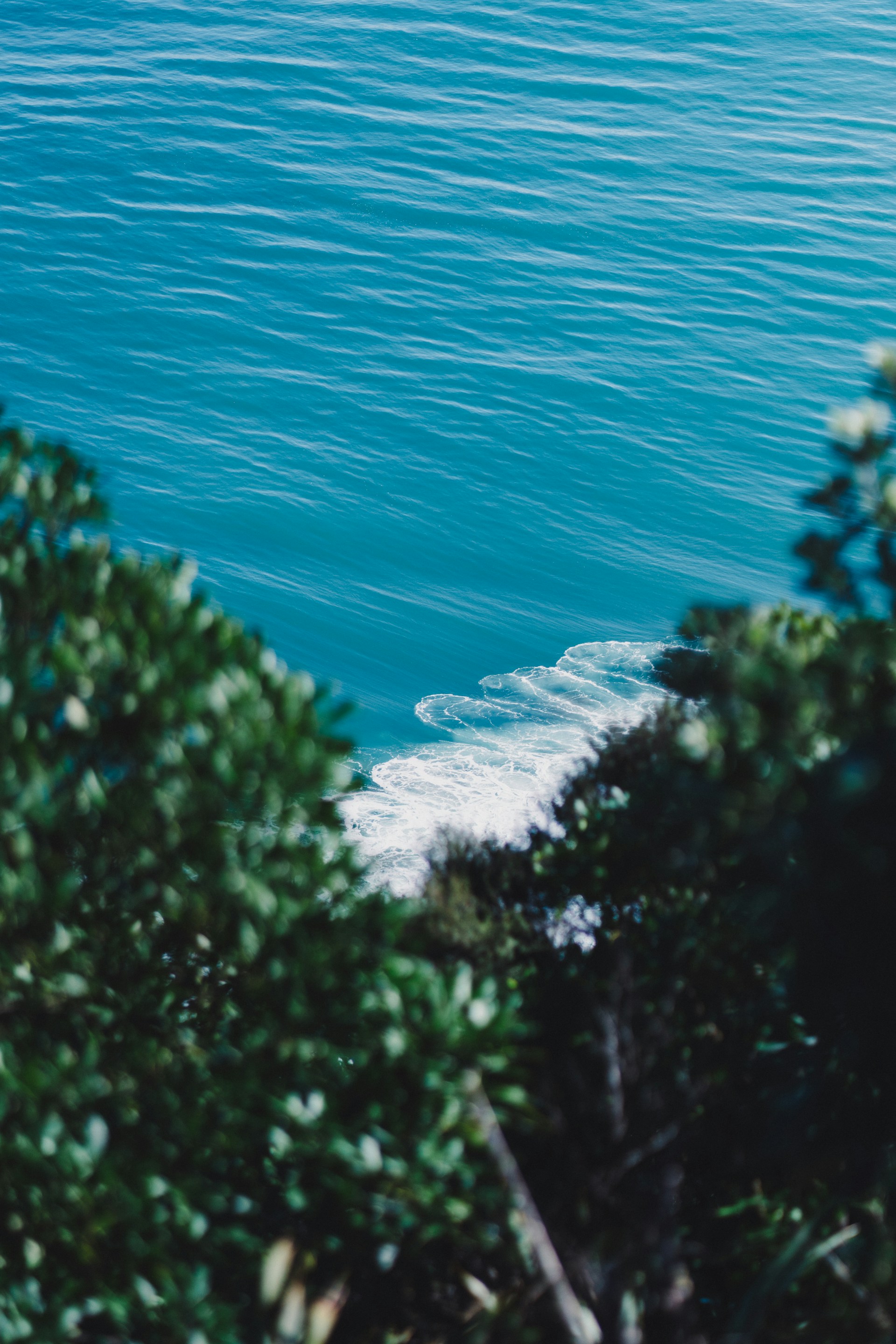 green trees near blue sea during daytime