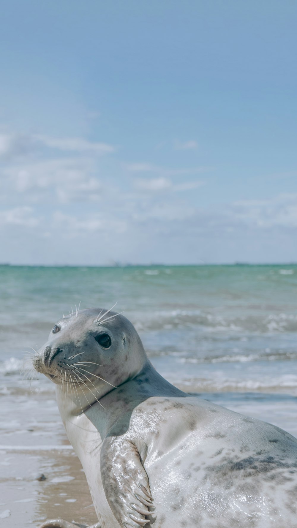 sea lion on beach shore during daytime