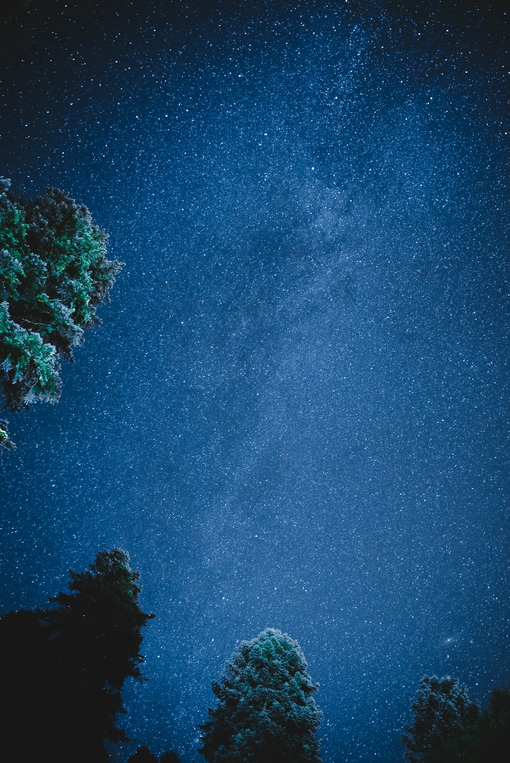 alberi verdi sotto il cielo blu durante la notte