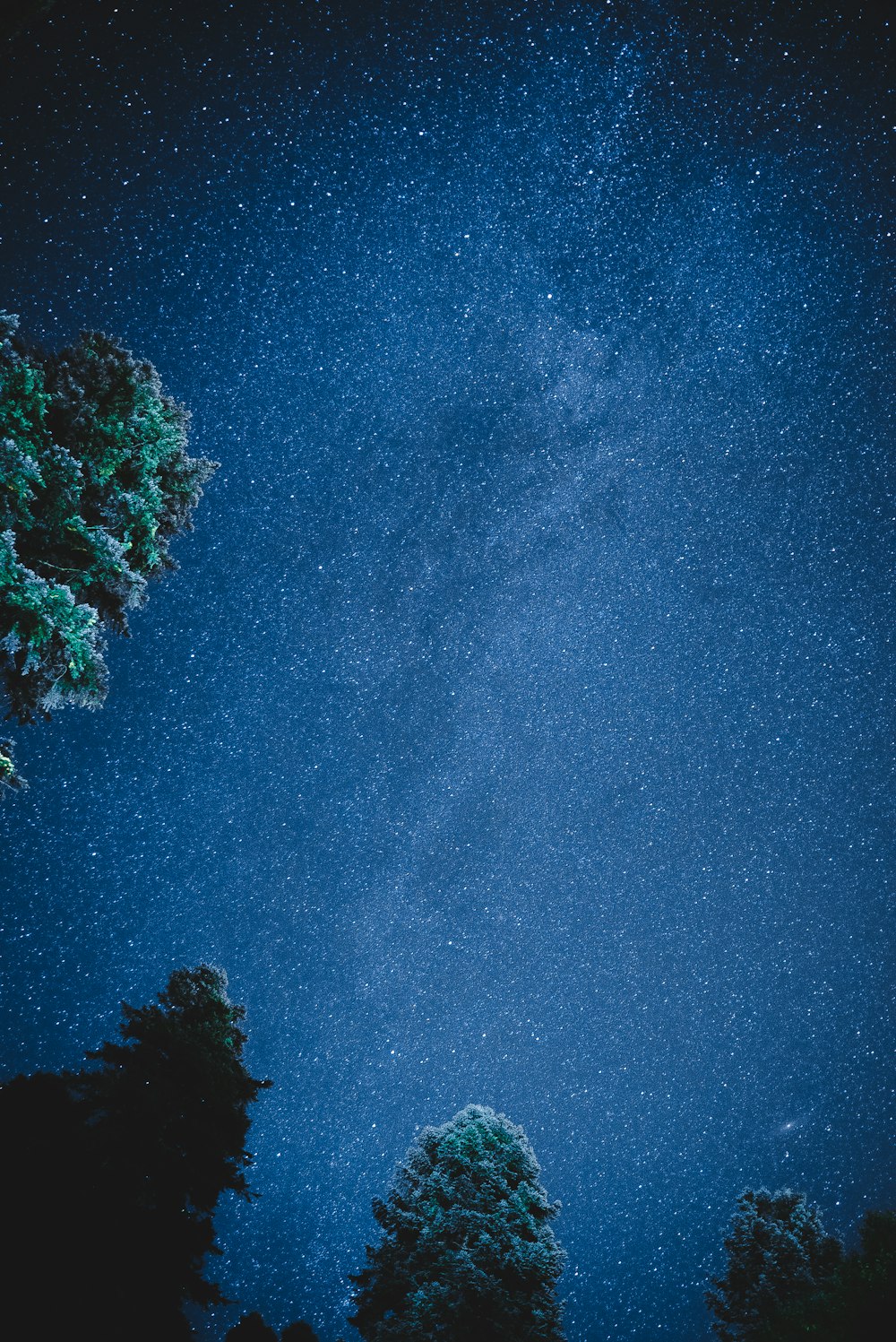 green trees under blue sky during night time