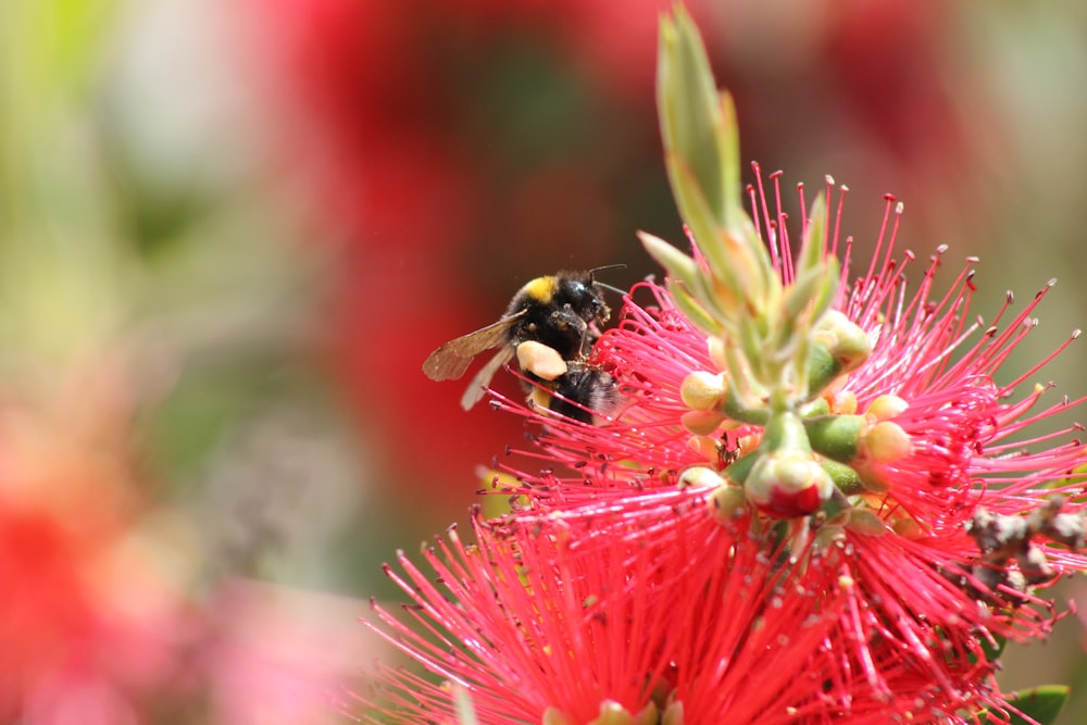 black and yellow bee on pink flower