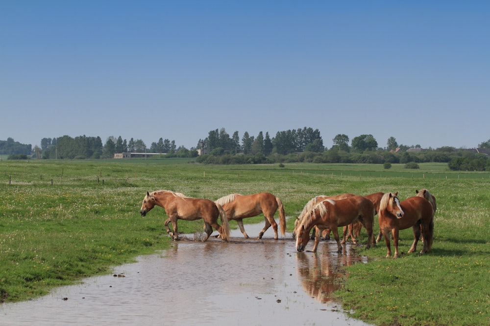 brown horses on water during daytime