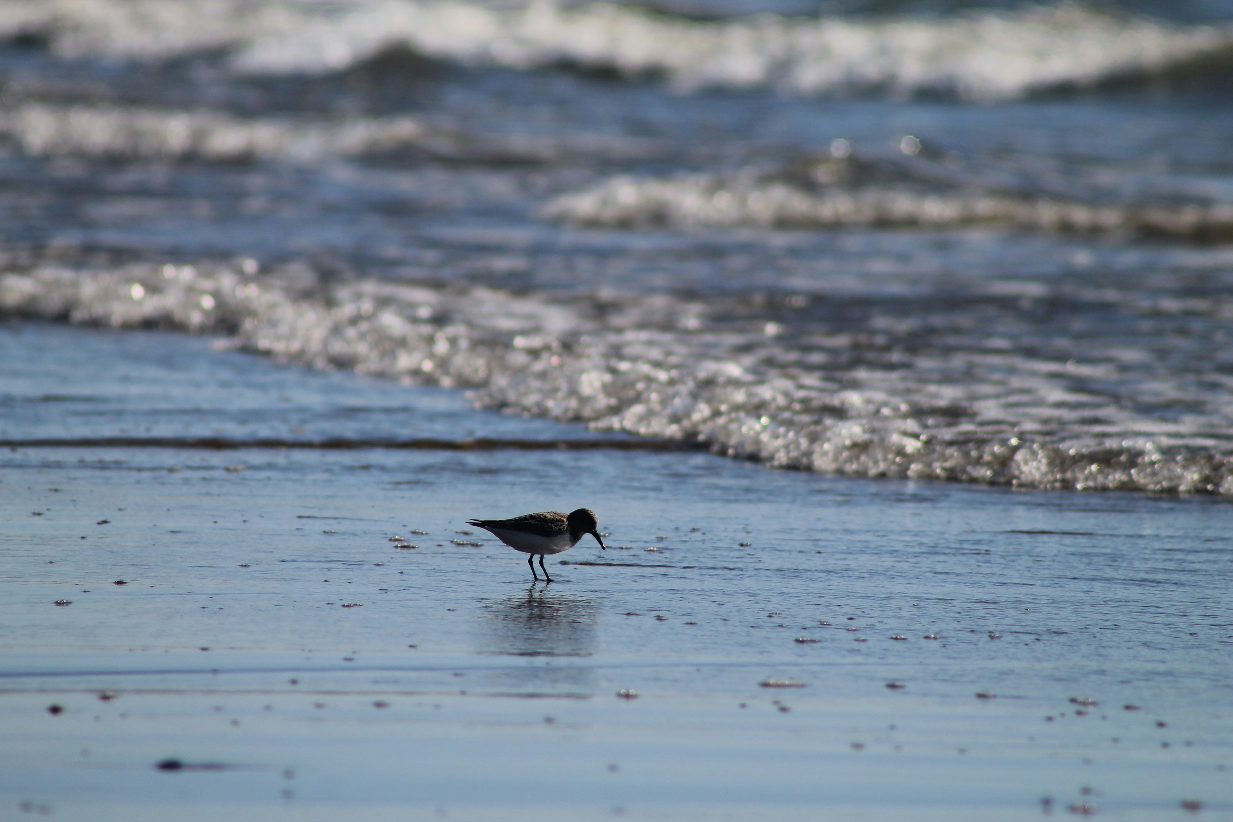 Schwarzer und weißer Vogel tagsüber auf dem Wasser