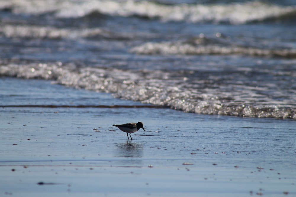 black and white bird on water during daytime