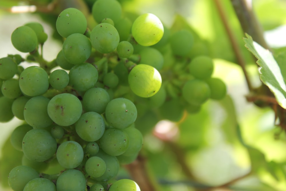 green round fruits in macro lens