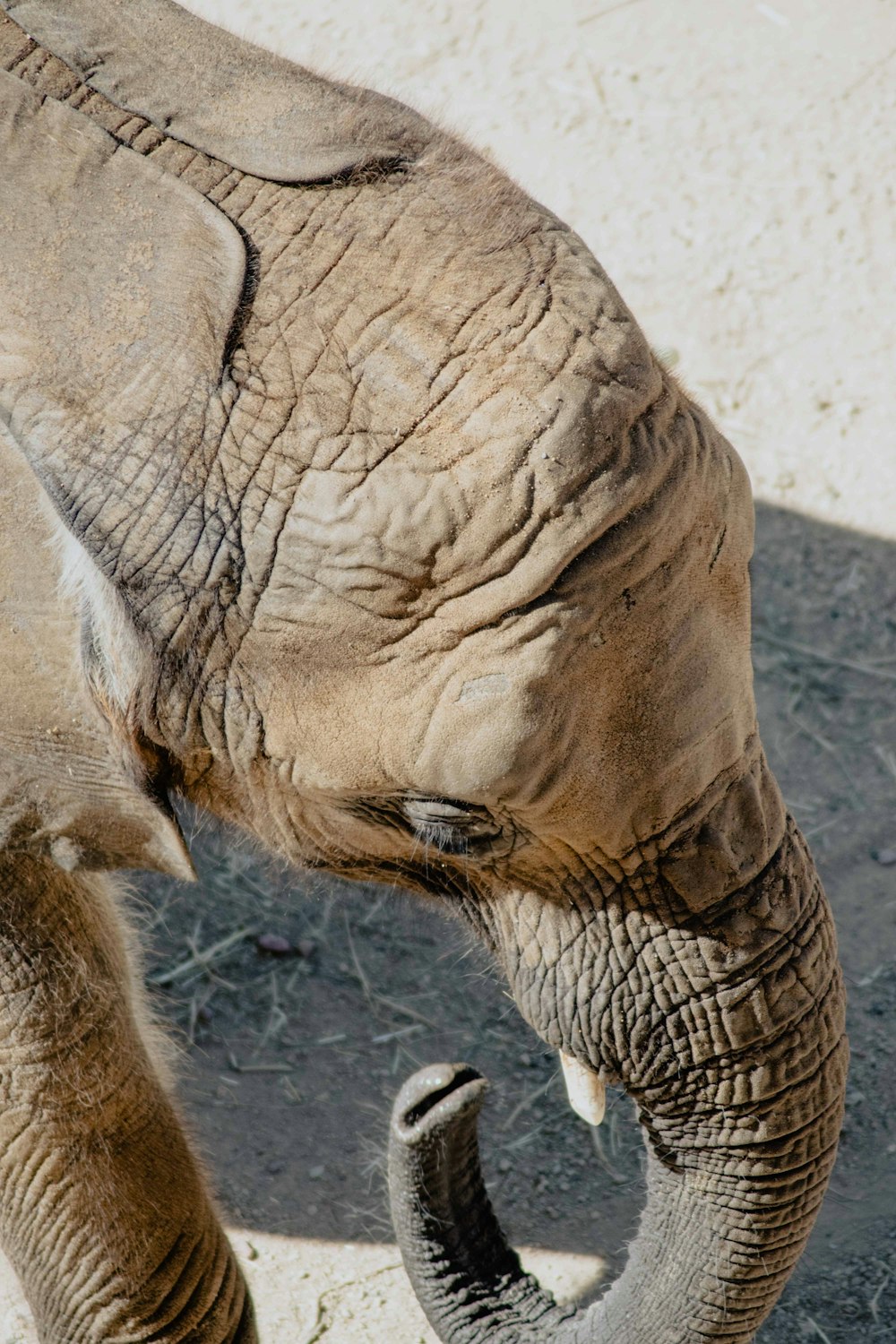 brown elephant walking on gray sand during daytime