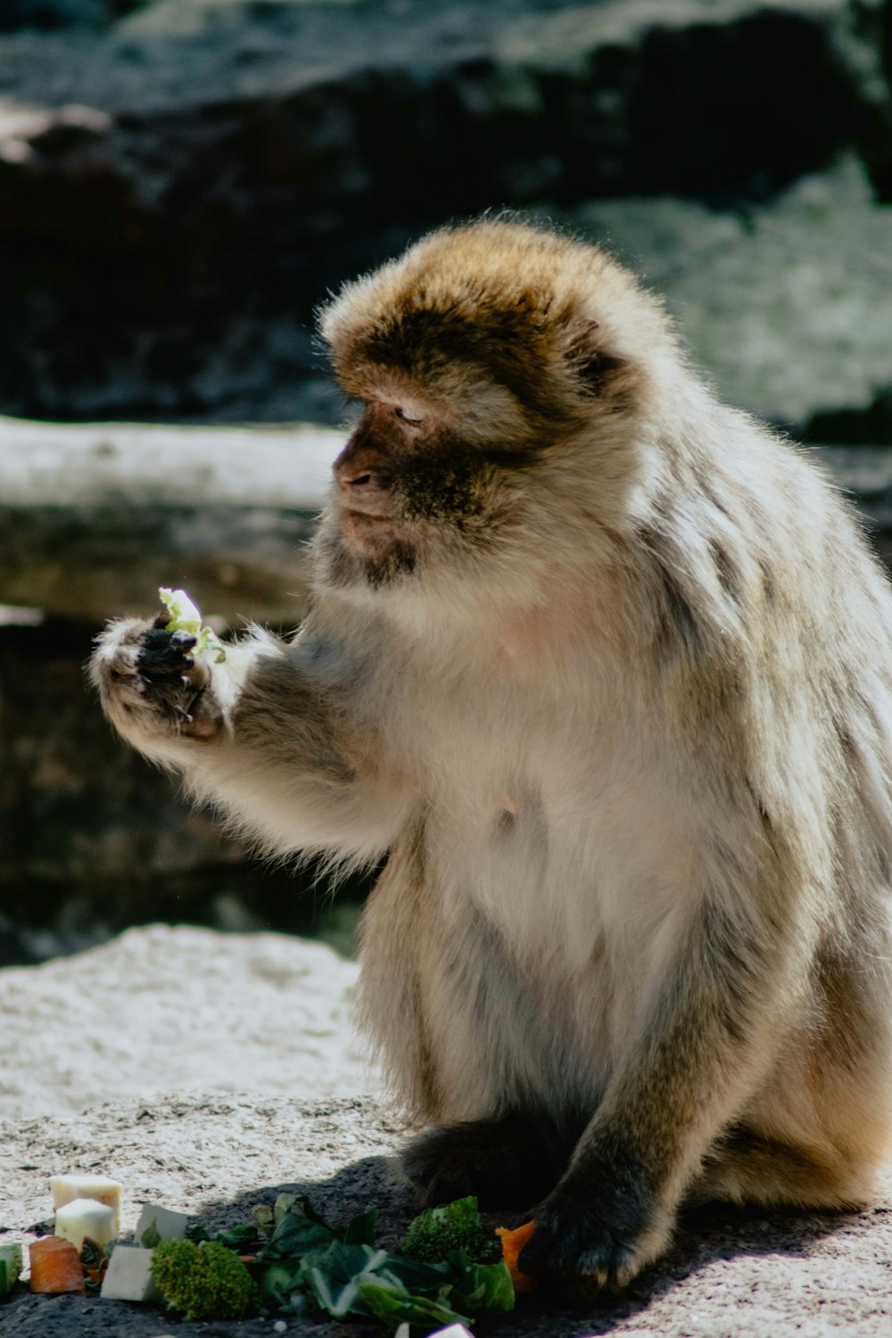 brown and white monkey eating fruit