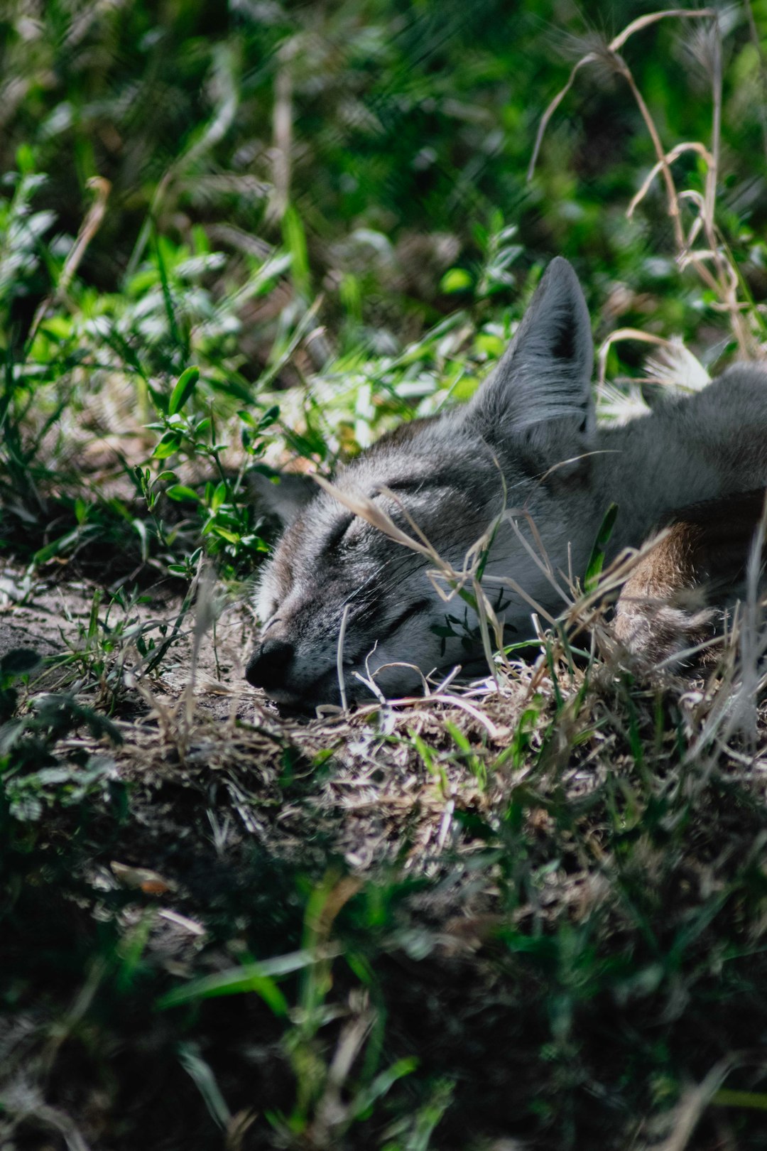 Wildlife photo spot Halle Saxony