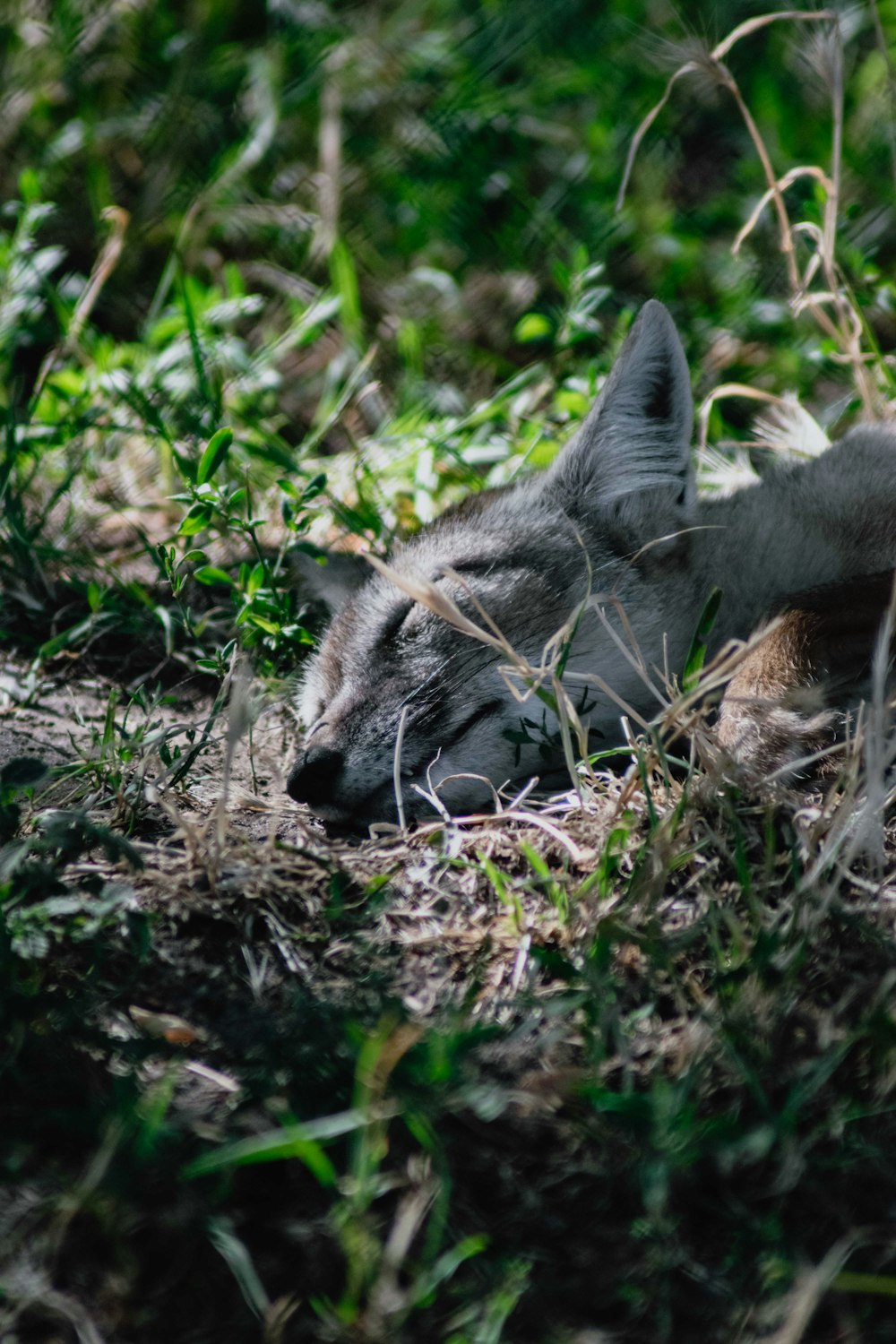 brown tabby cat lying on green grass during daytime