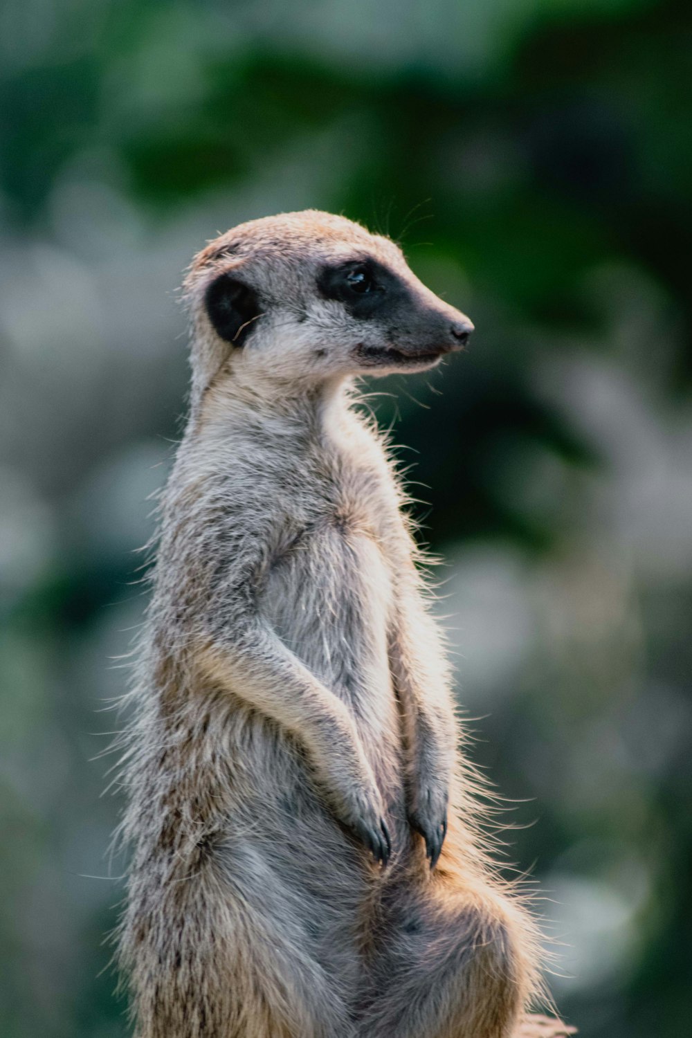 white and brown animal in close up photography during daytime