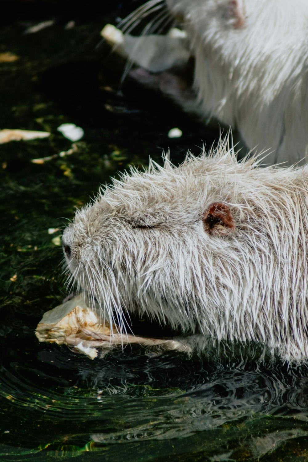 white animal on water during daytime