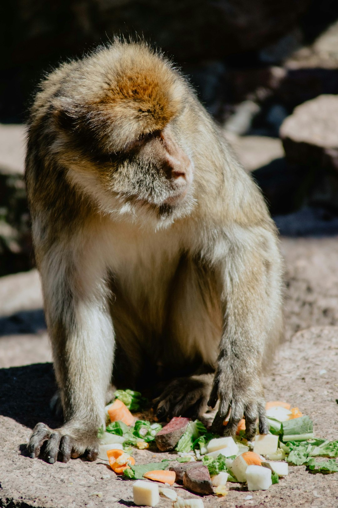 brown monkey sitting on brown wooden surface during daytime