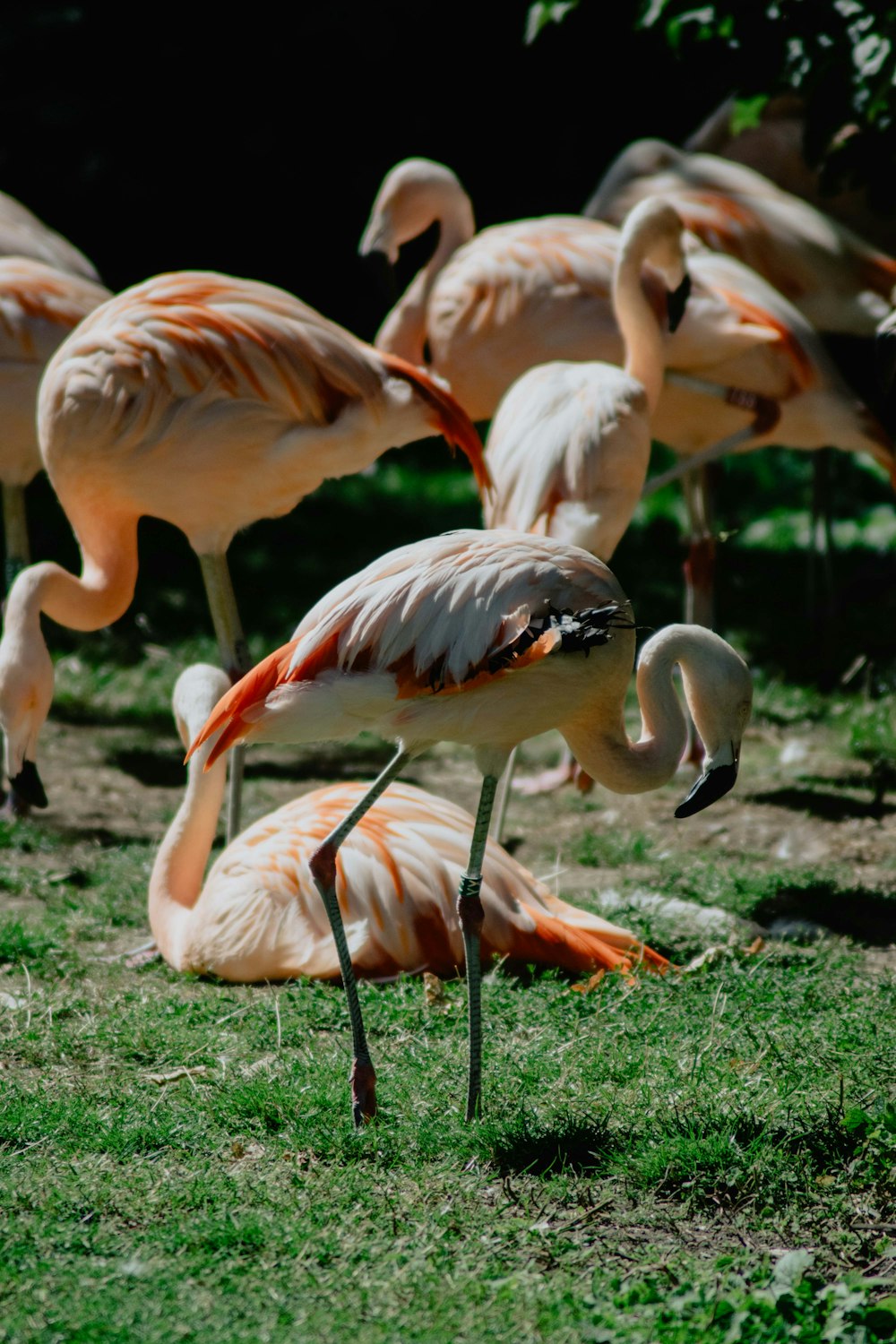 flock of flamingos on green grass during daytime