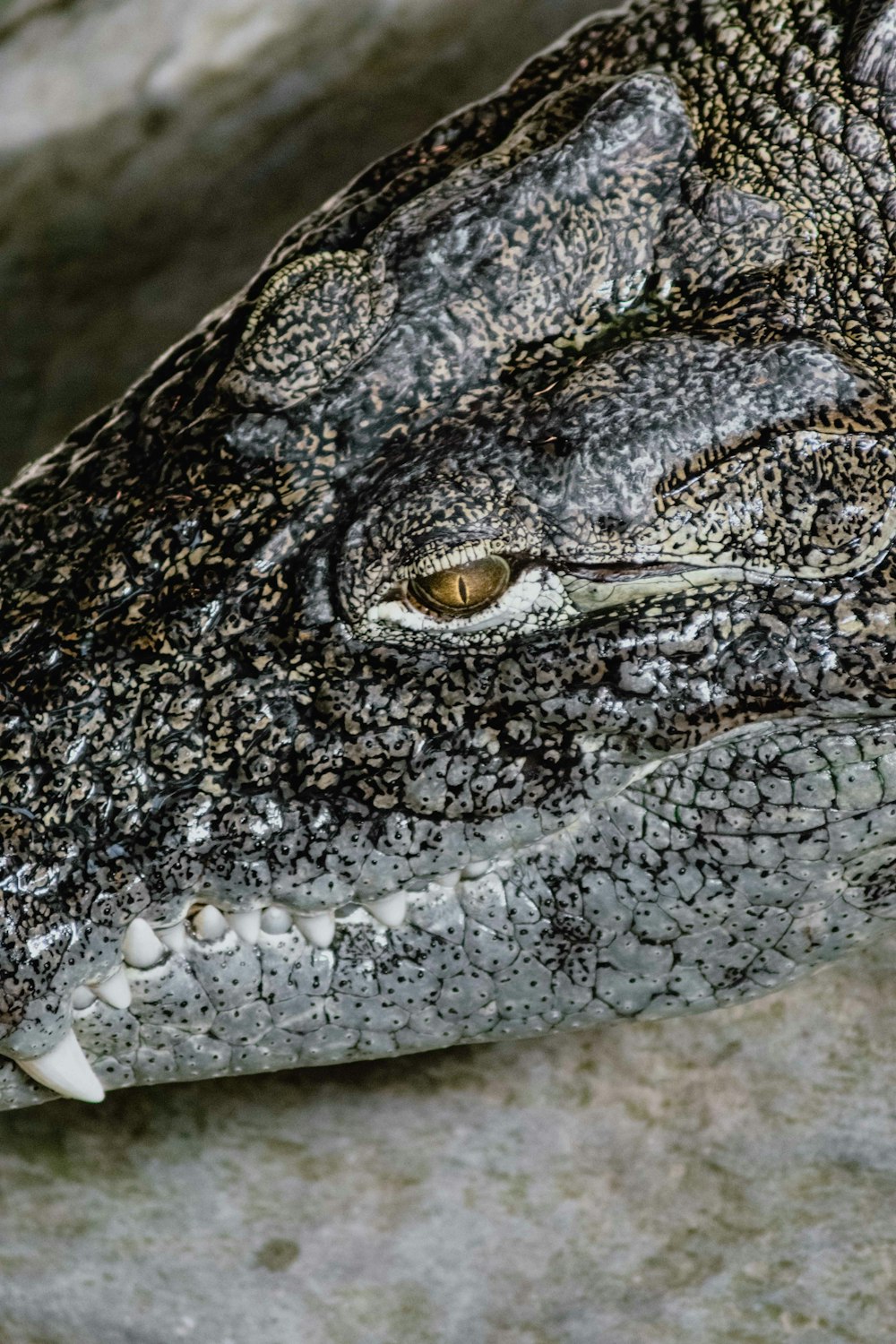 black crocodile on brown sand