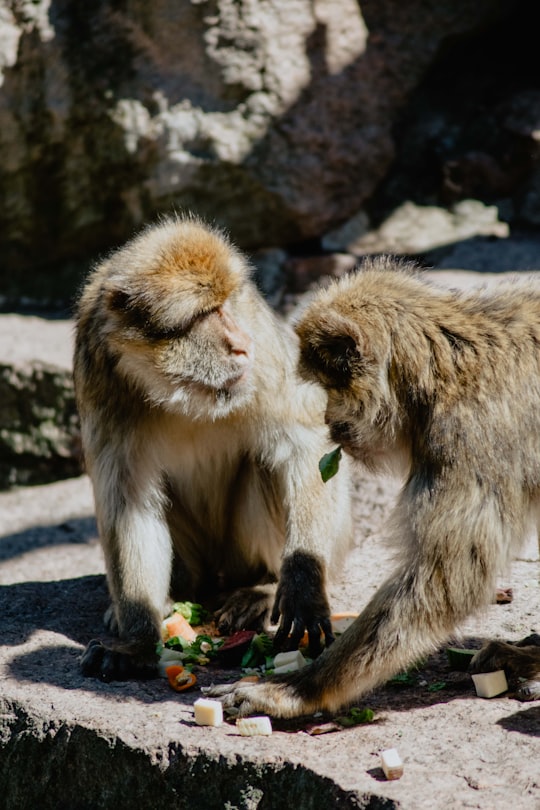 brown monkey sitting on gray rock during daytime in Halle Germany