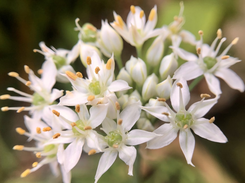 white flowers in tilt shift lens