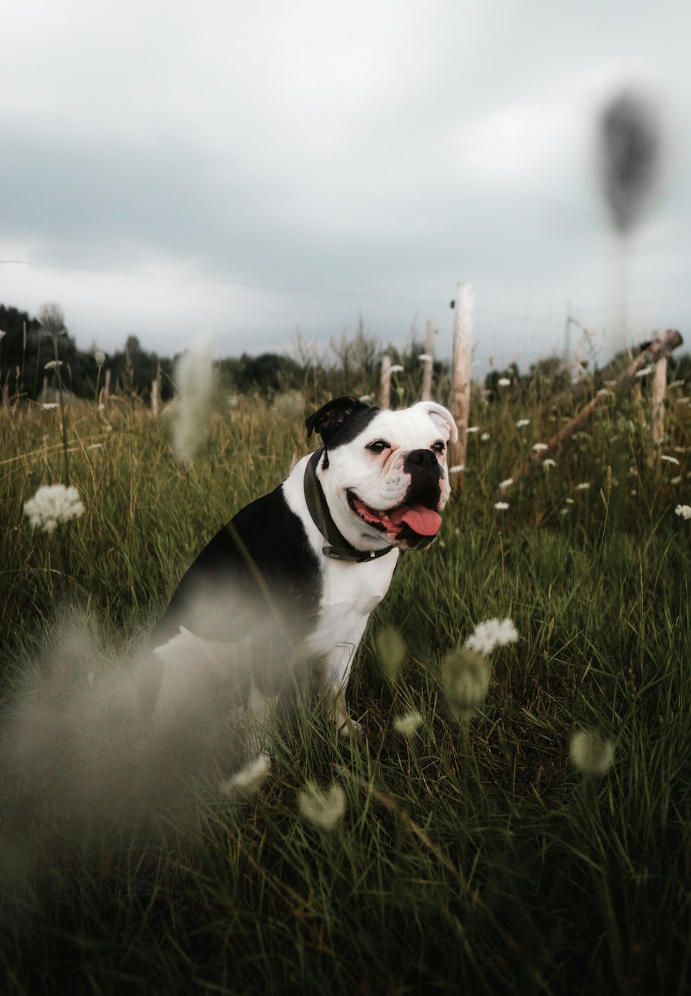 black and white short coated dog on green grass field during daytime