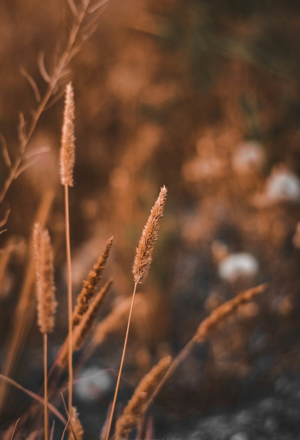 brown wheat in close up photography