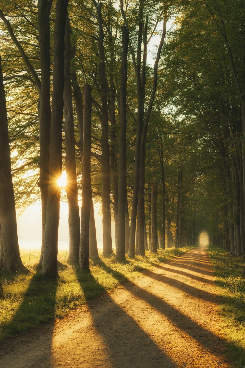 green trees on brown soil during daytime