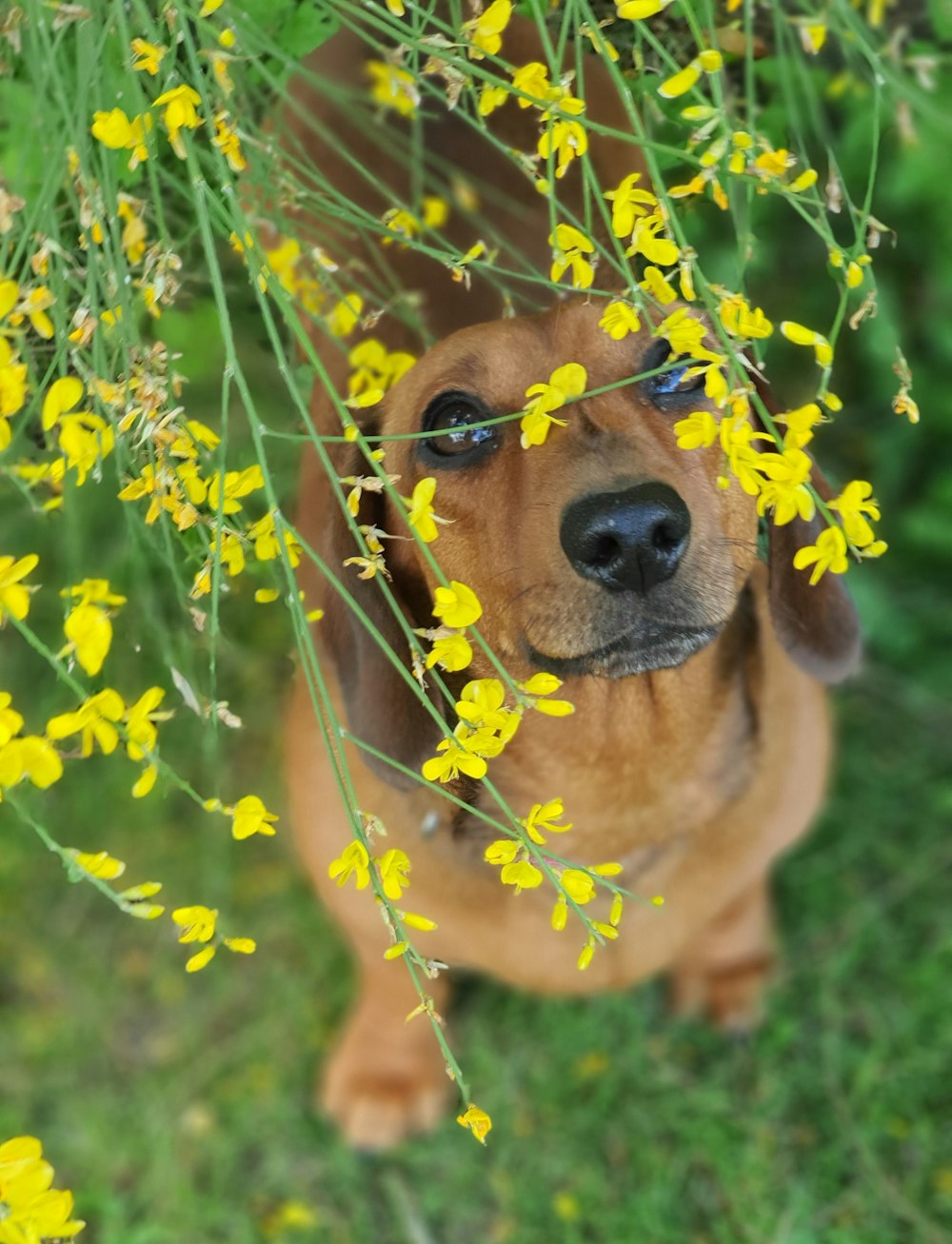 brown dachshund on green grass field
