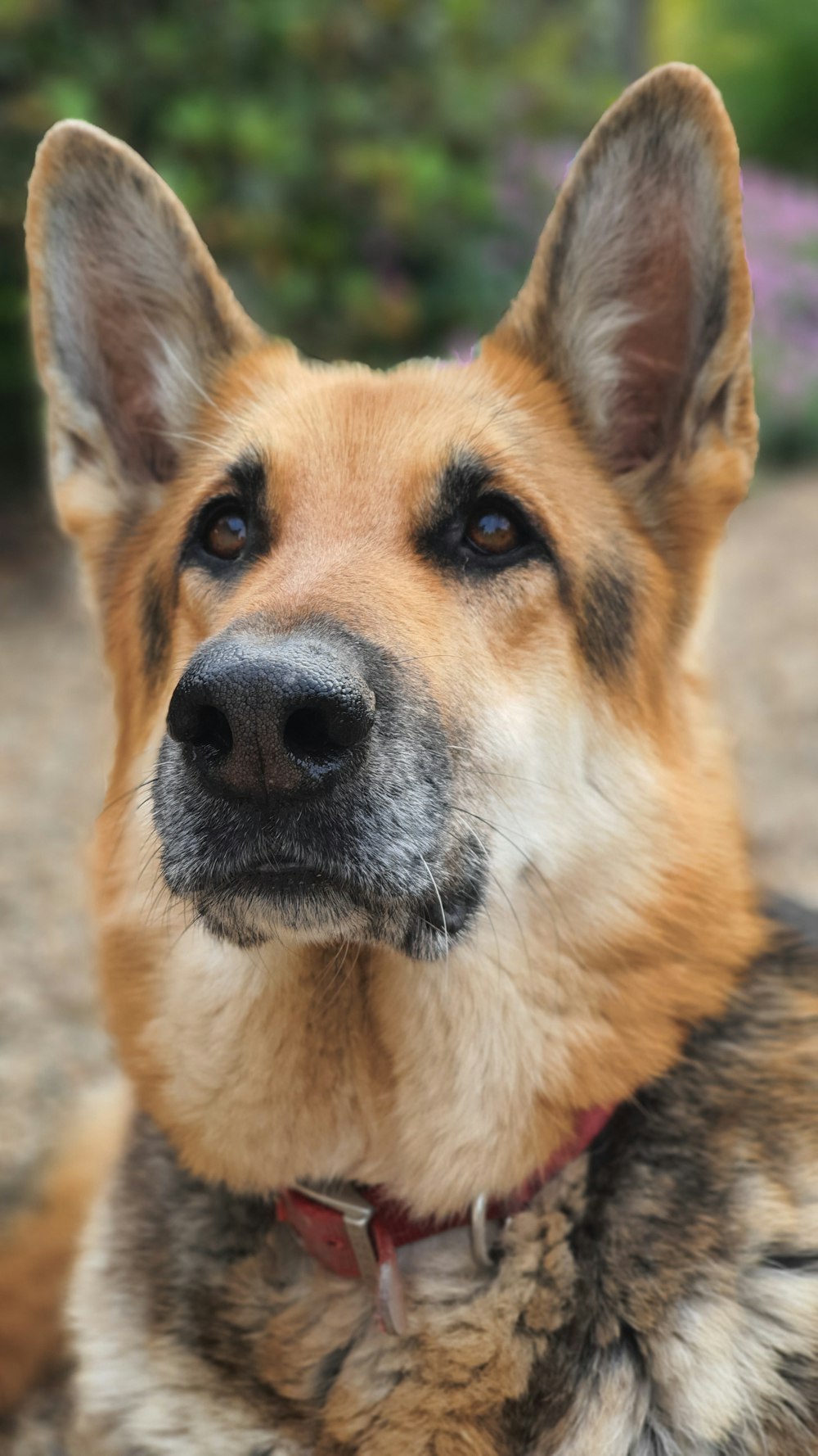 brown and black german shepherd