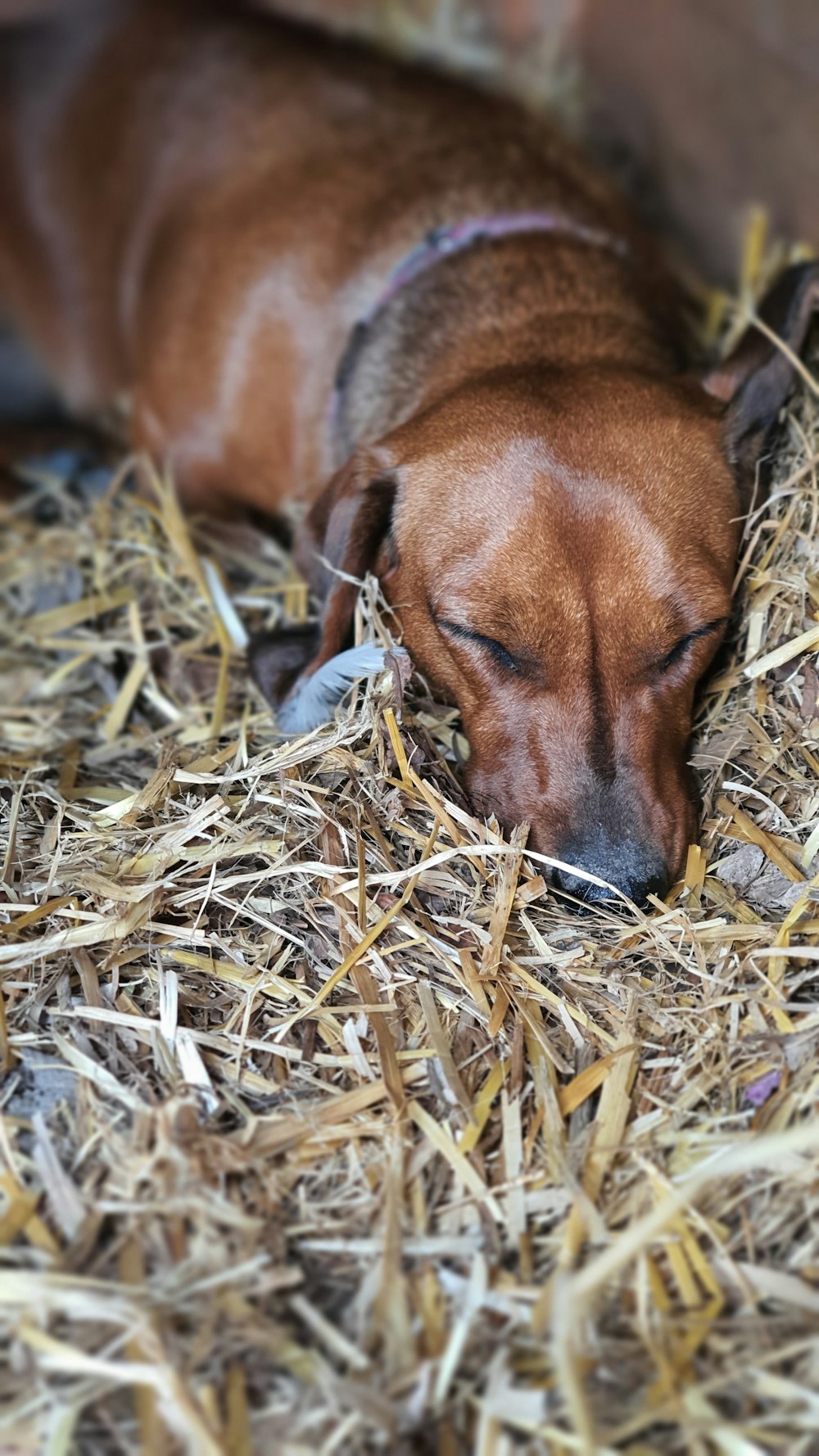 brown short coated dog lying on brown grass