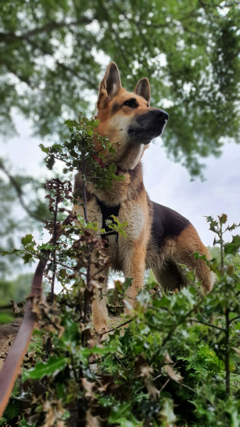 brown and black german shepherd dog