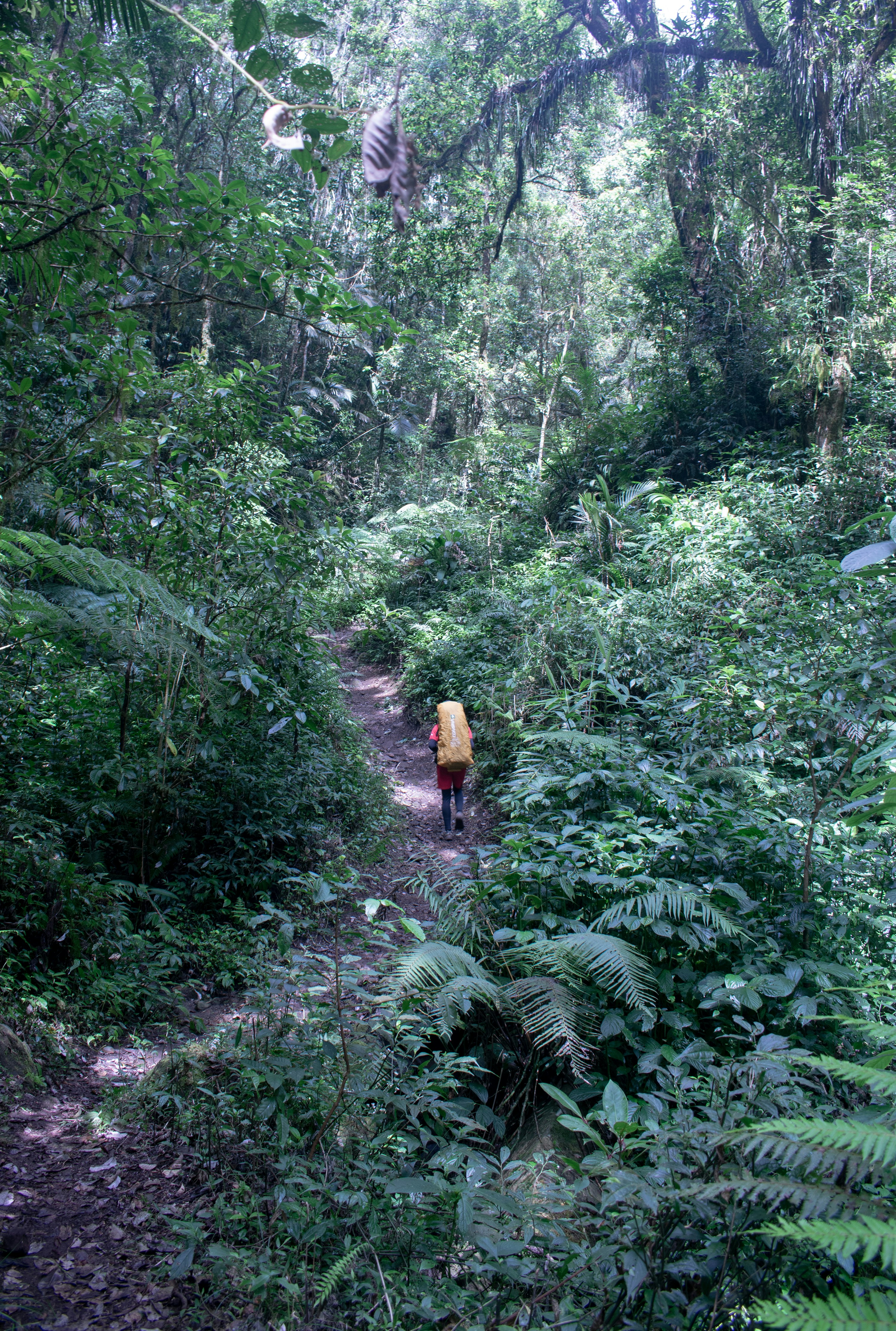 man in yellow shirt and black pants walking on forest during daytime