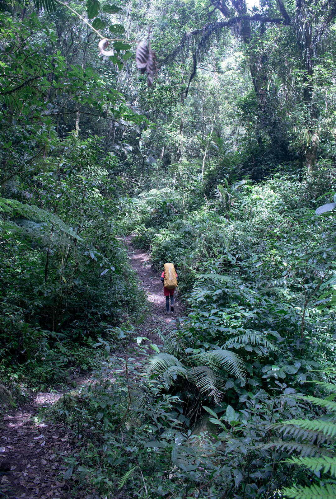 Jungle photo spot Singolangu Yogyakarta City