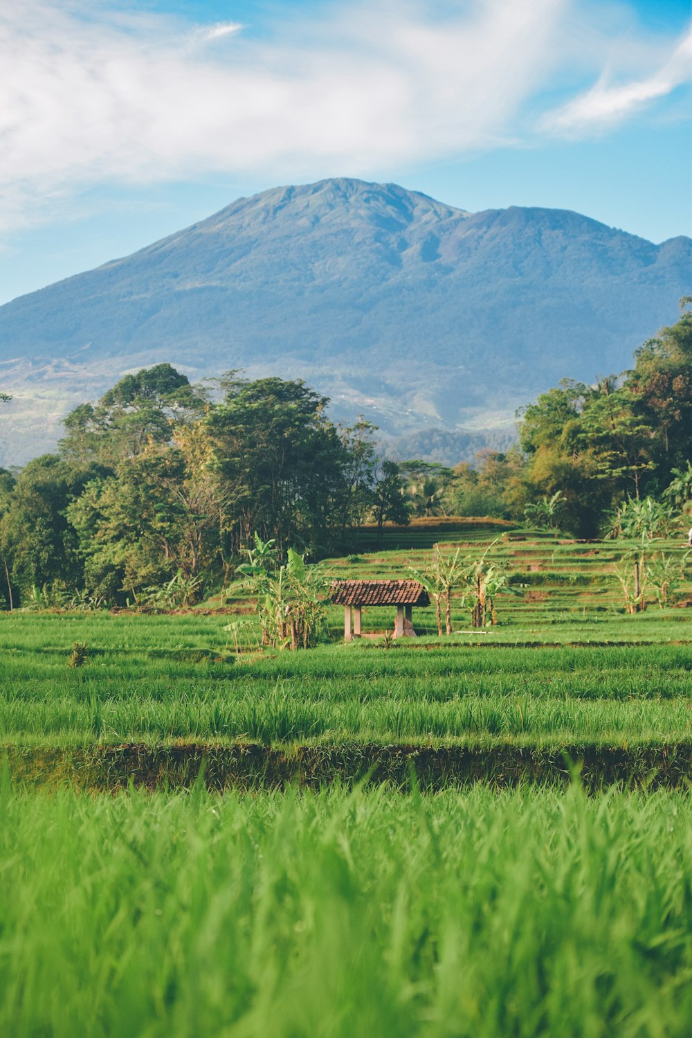 green grass field near green trees and mountain during daytime