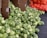 A large pile of fresh green Brussels sprouts is displayed on a black surface, with some of them spilling out of open cardboard boxes. In the background, there is a glimpse of a red mesh bag containing numerous oranges.