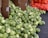 A large pile of fresh green Brussels sprouts is displayed on a black surface, with some of them spilling out of open cardboard boxes. In the background, there is a glimpse of a red mesh bag containing numerous oranges.