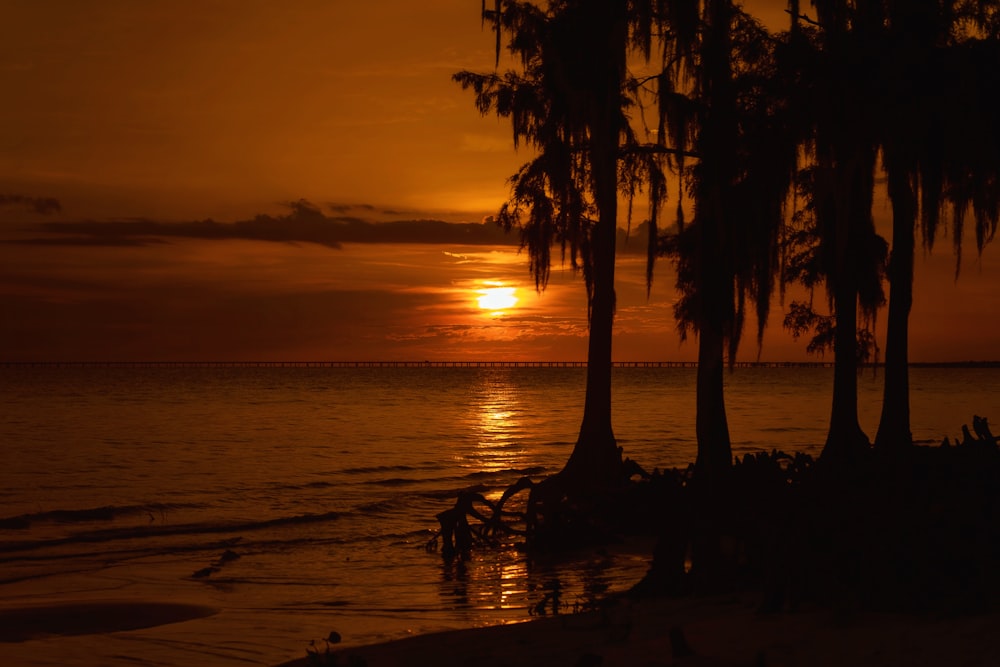 silhouette of palm trees on beach during sunset