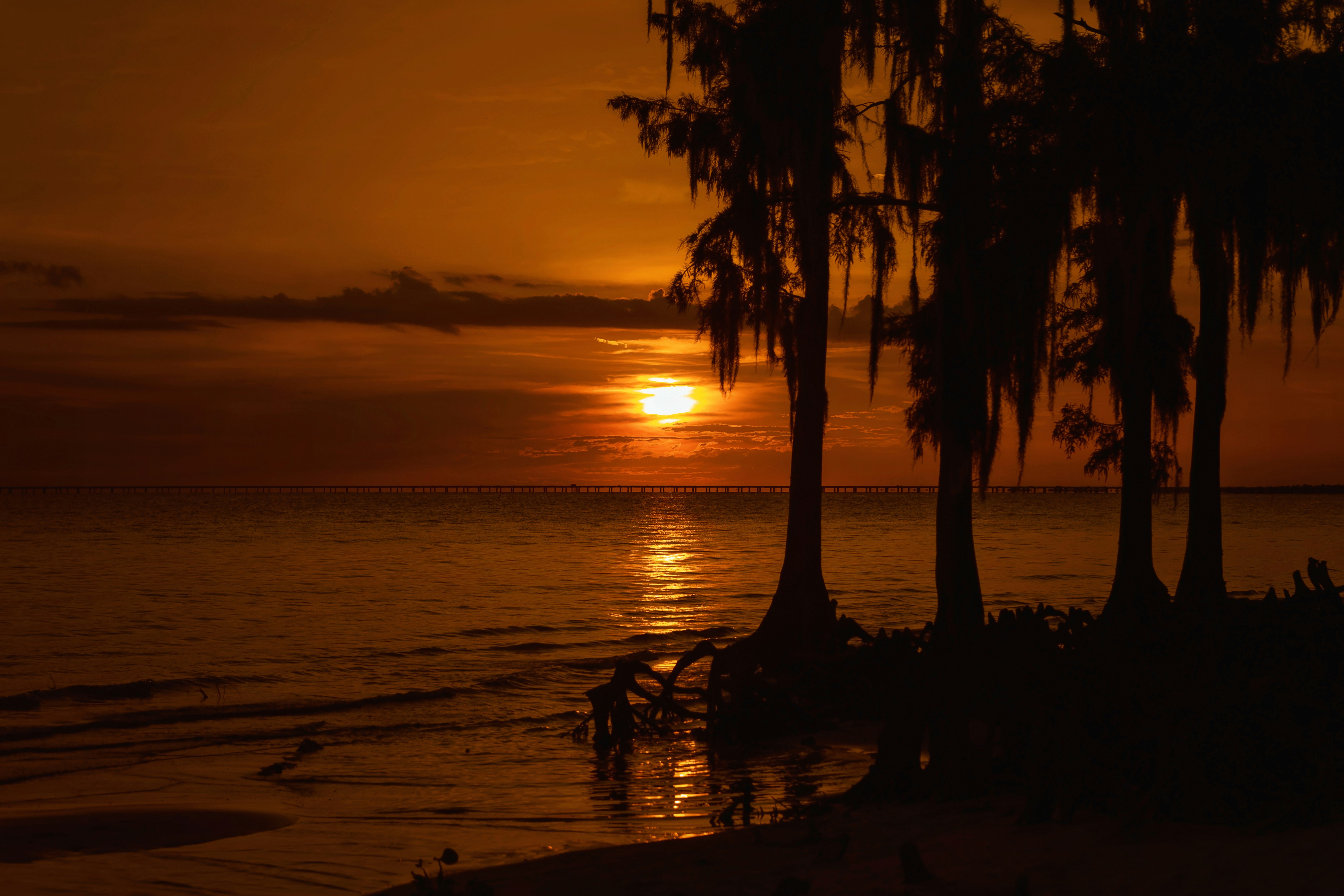 silhouette of palm trees on beach during sunset