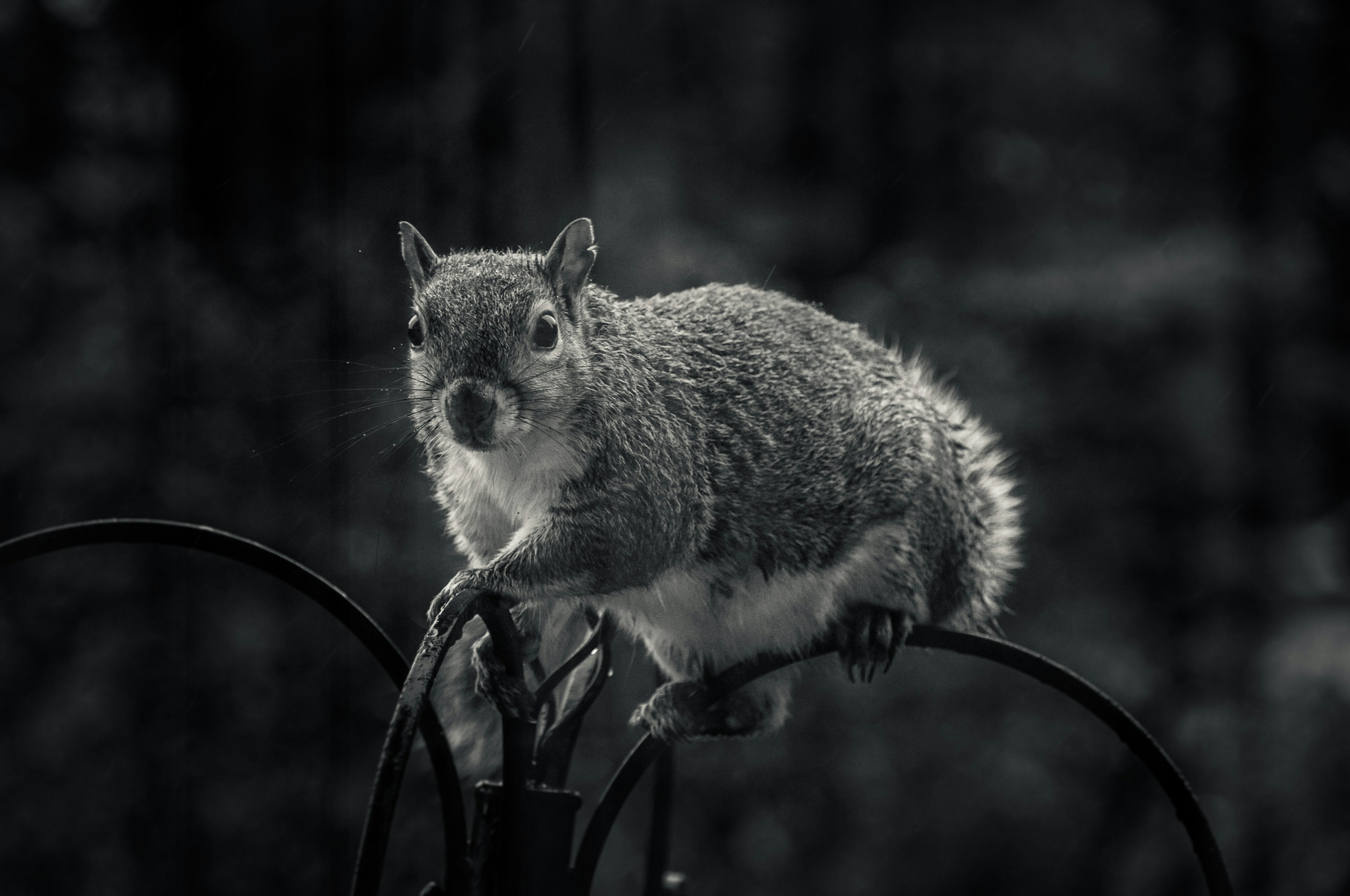 gray and white squirrel on black metal fence