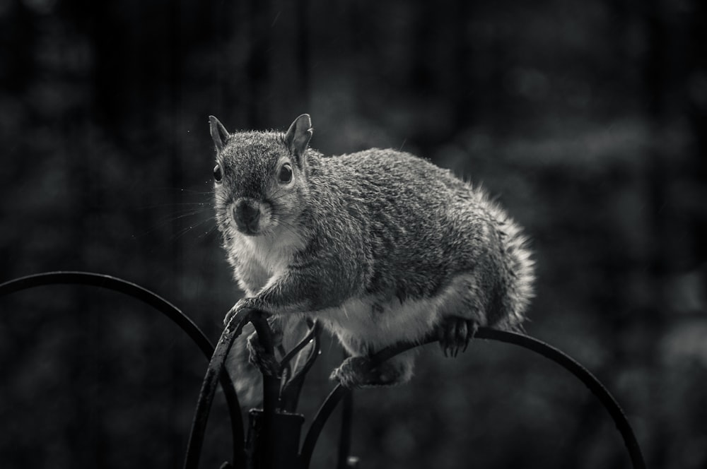 gray and white squirrel on black metal fence
