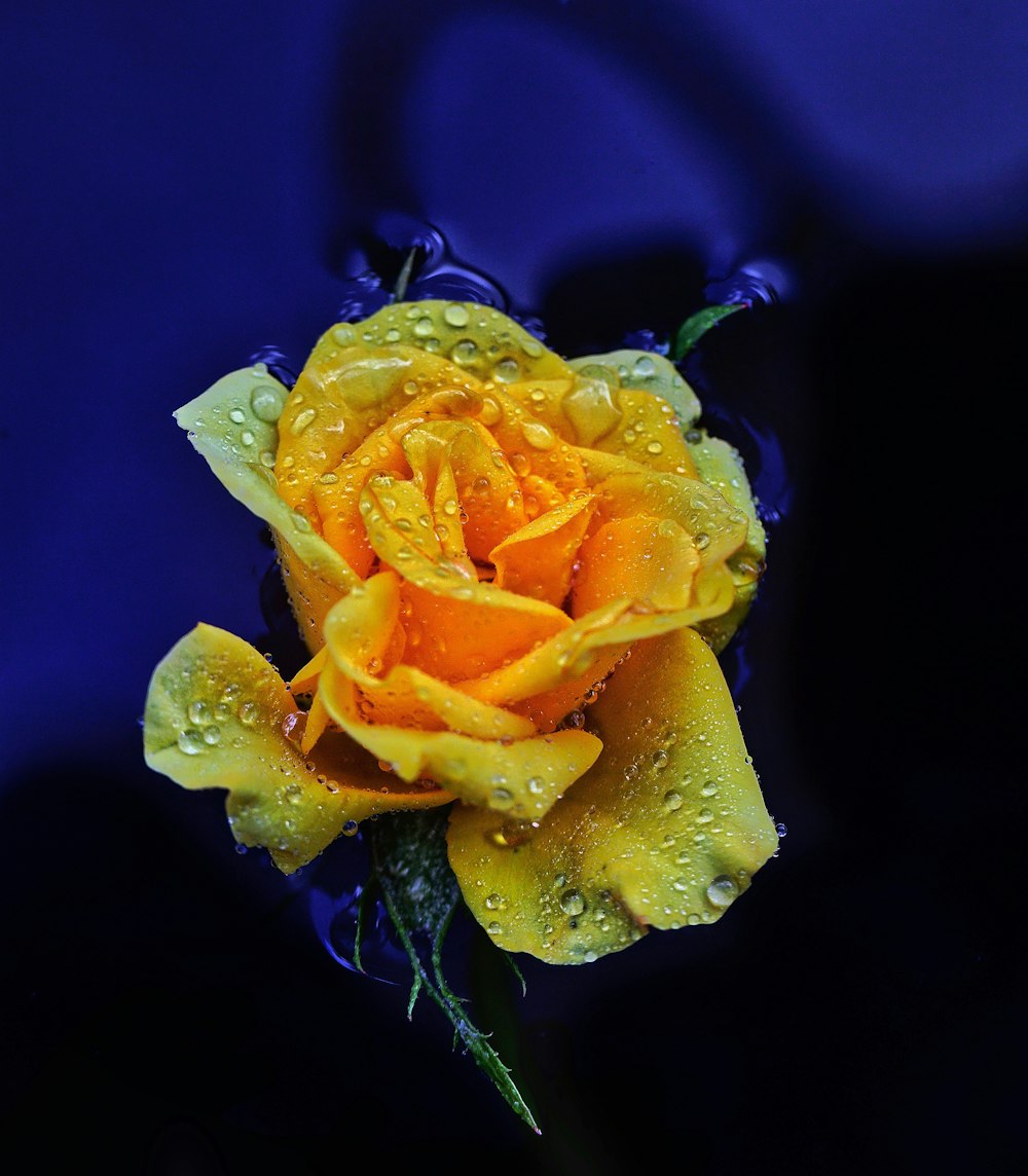 yellow rose with water droplets