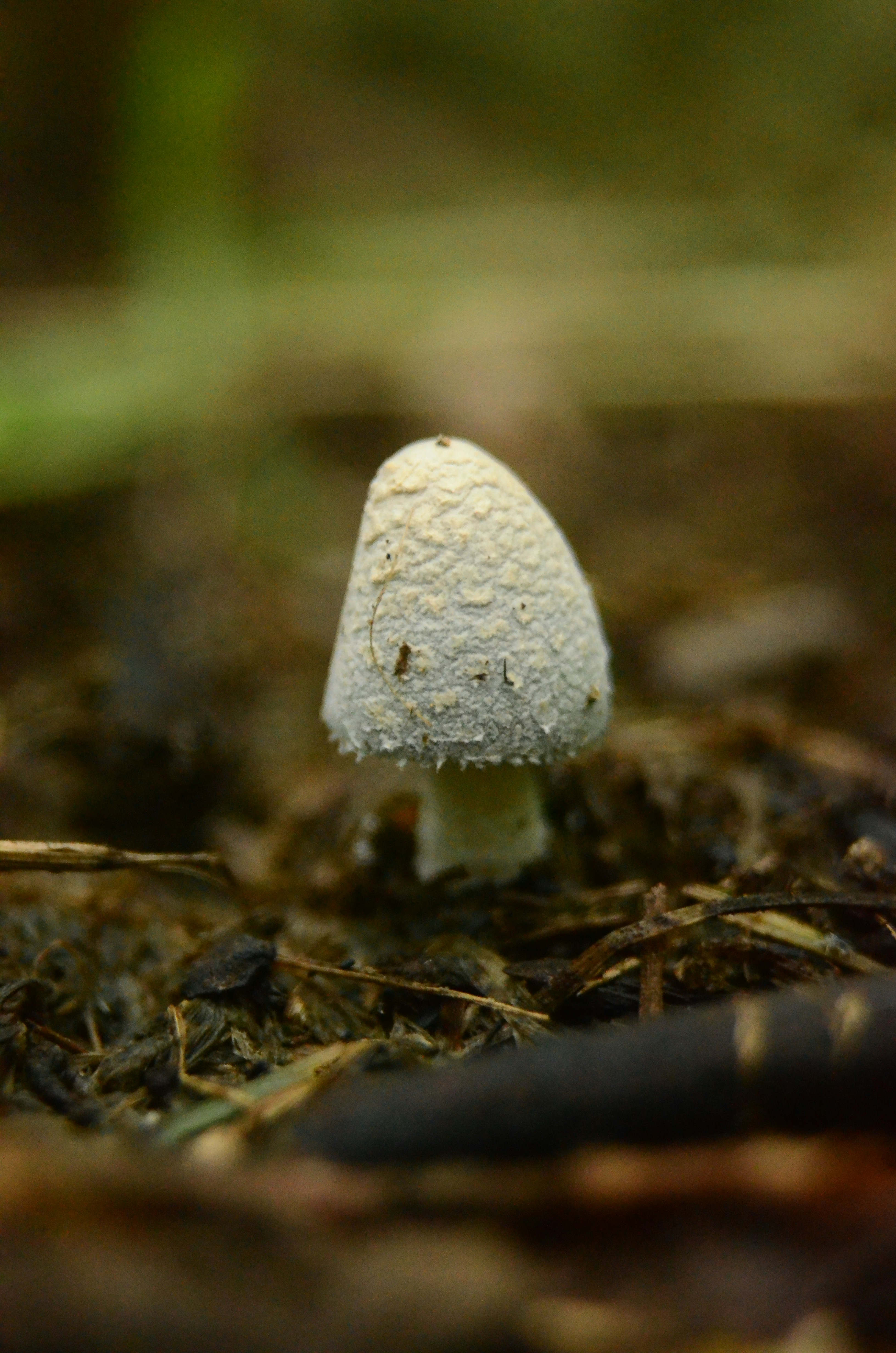 white mushroom in tilt shift lens