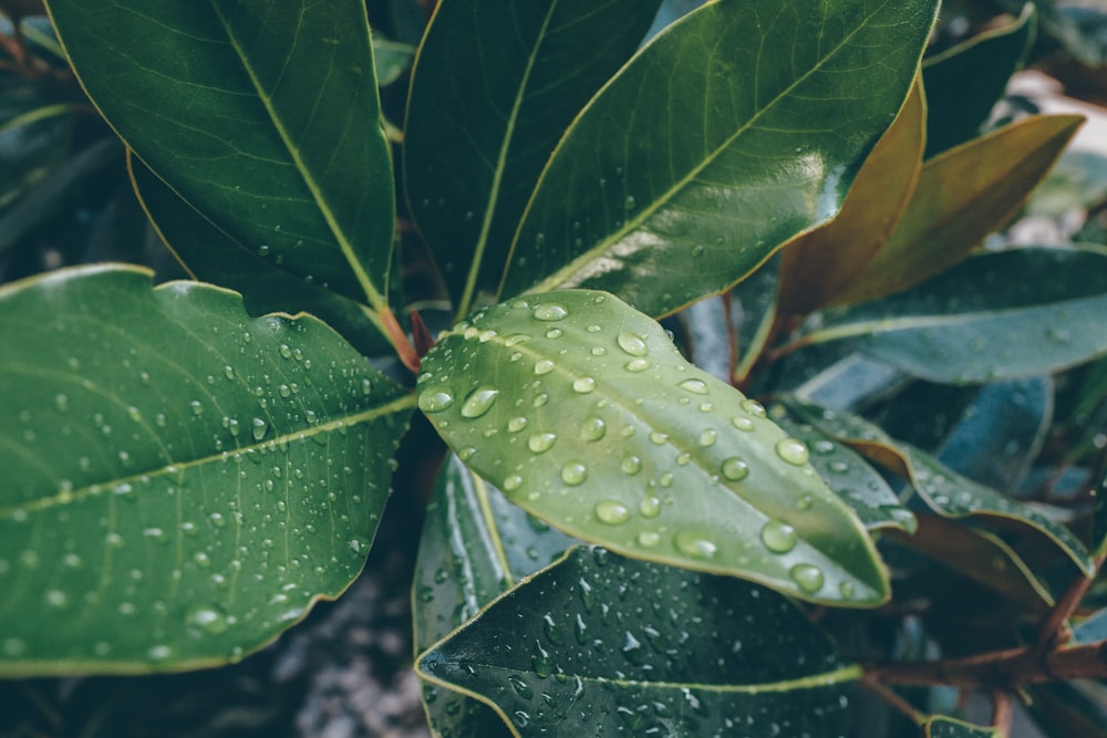 water droplets on green leaf