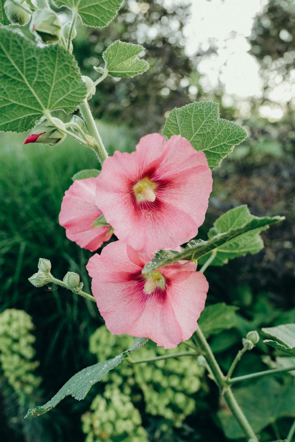 flor rosa na lente tilt shift