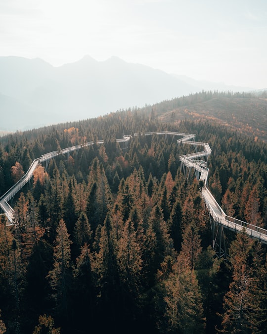 aerial view of green trees and mountains during daytime in Walkway canopy Bachledka Slovakia