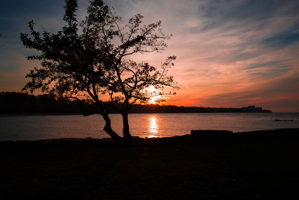 silhouette of tree during sunset