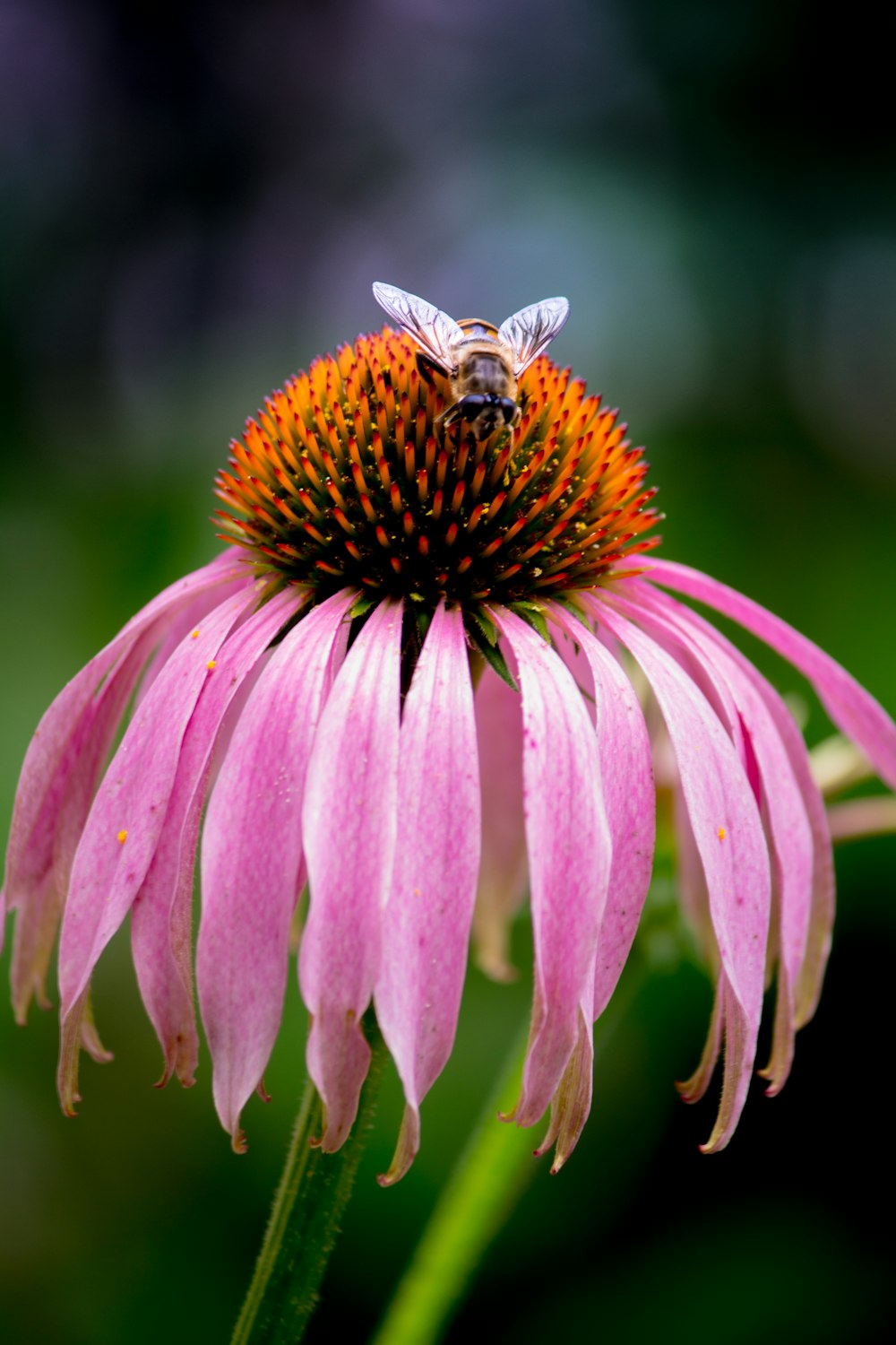 black and yellow bee on pink flower